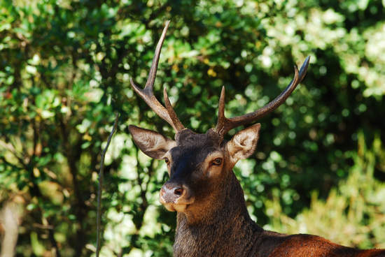 Cervo Sardo - Cervus Elaphus Corsicanus